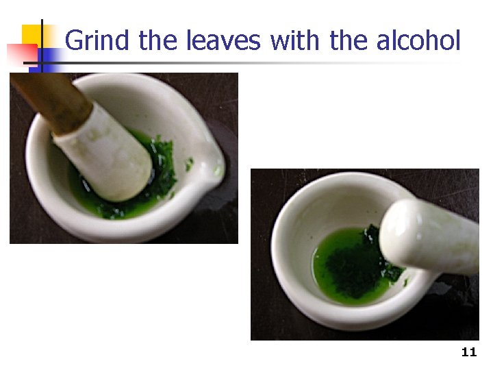Grind the leaves with the alcohol 11 
