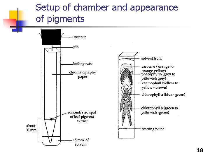 Setup of chamber and appearance of pigments 18 