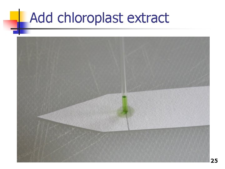Add chloroplast extract 25 