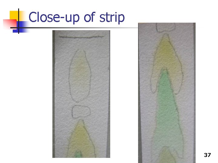 Close-up of strip 37 