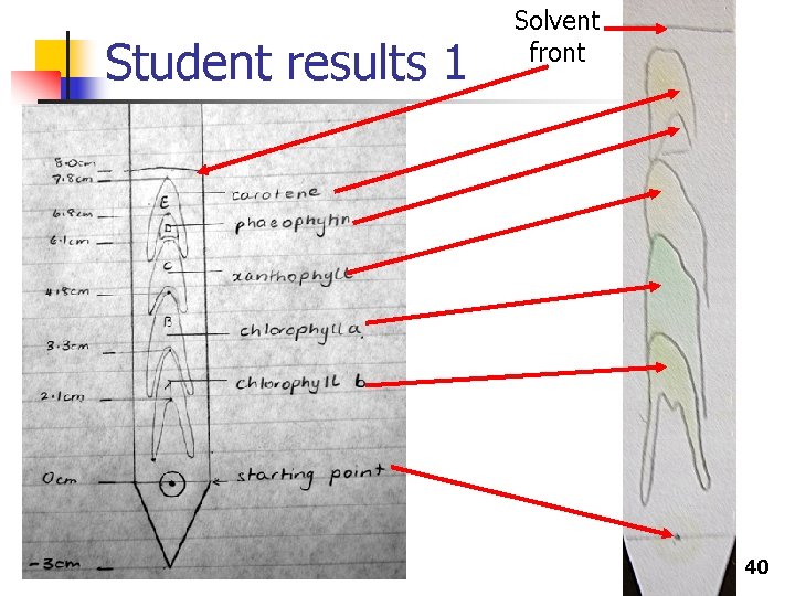 Student results 1 Solvent front 40 
