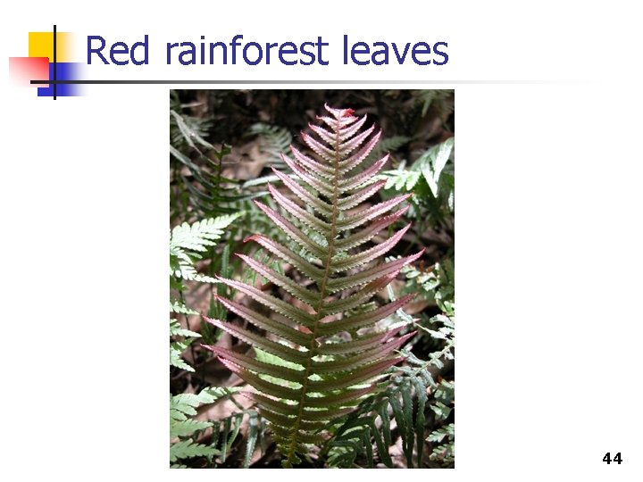 Red rainforest leaves 44 