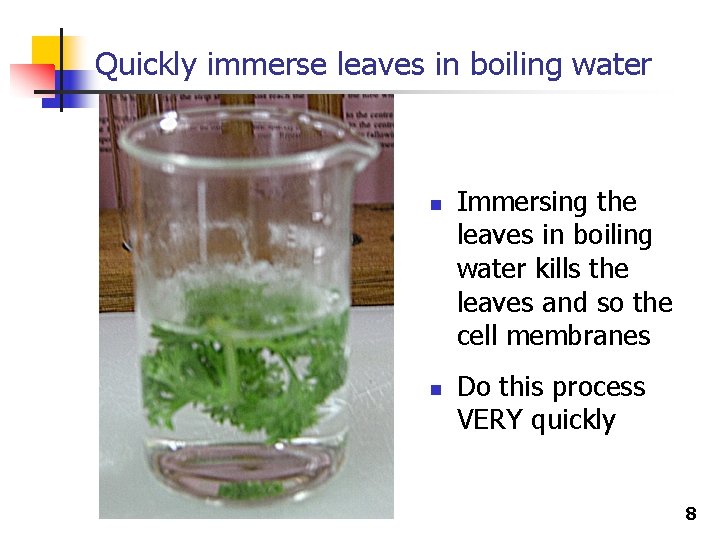Quickly immerse leaves in boiling water n n Immersing the leaves in boiling water