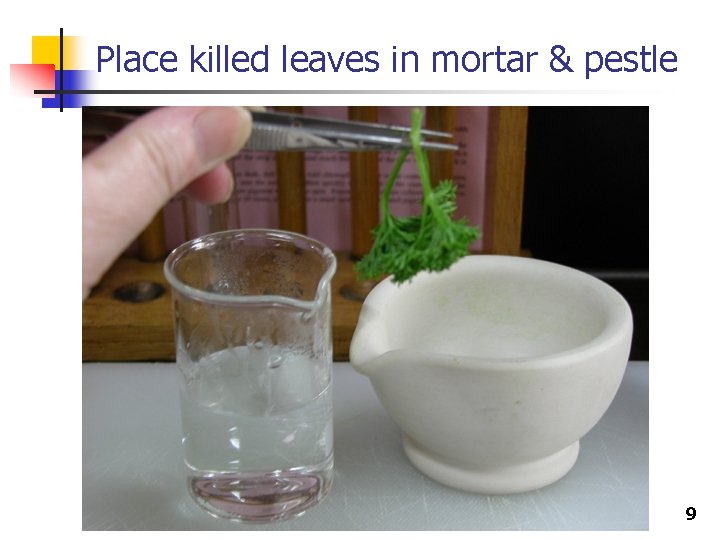 Place killed leaves in mortar & pestle 9 