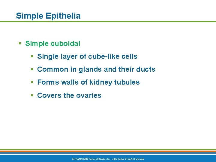 Simple Epithelia § Simple cuboidal § Single layer of cube-like cells § Common in