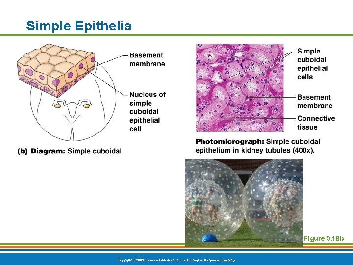 Simple Epithelia Figure 3. 18 b Copyright © 2009 Pearson Education, Inc. , publishing