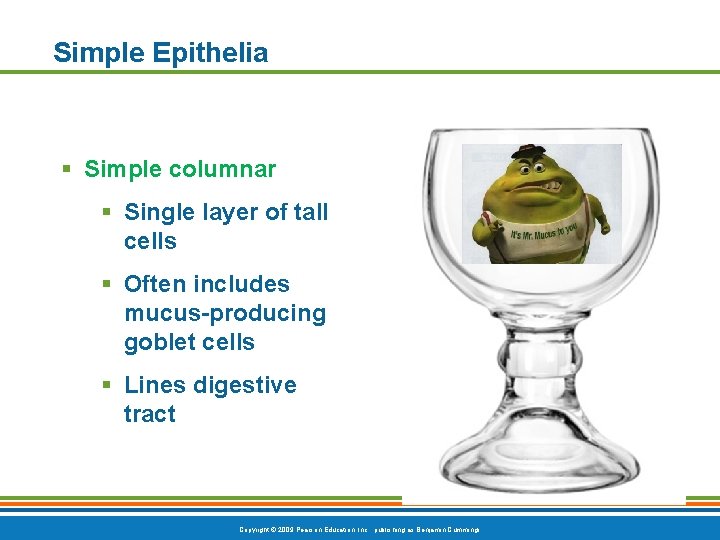 Simple Epithelia § Simple columnar § Single layer of tall cells § Often includes
