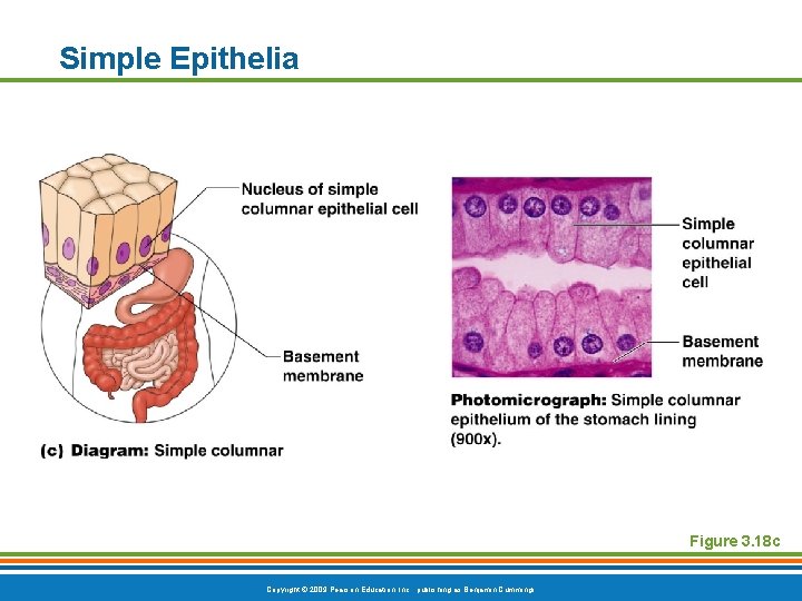 Simple Epithelia Figure 3. 18 c Copyright © 2009 Pearson Education, Inc. , publishing