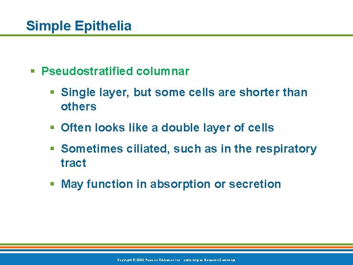 Simple Epithelia § Pseudostratified columnar § Single layer, but some cells are shorter than
