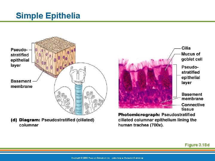 Simple Epithelia Figure 3. 18 d Copyright © 2009 Pearson Education, Inc. , publishing