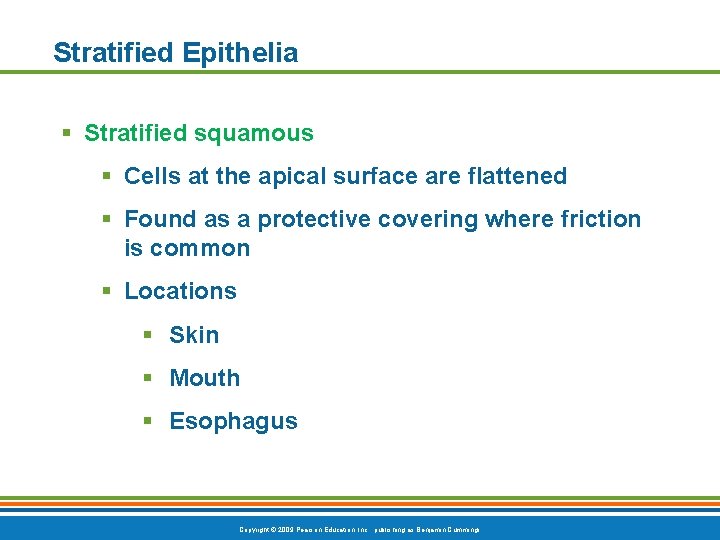Stratified Epithelia § Stratified squamous § Cells at the apical surface are flattened §