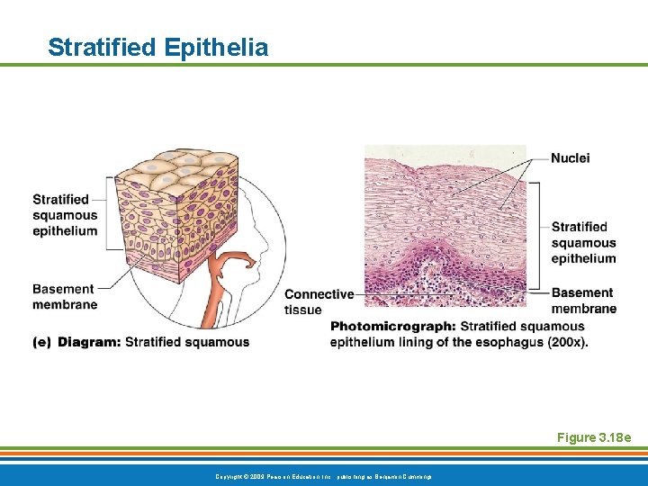 Stratified Epithelia Figure 3. 18 e Copyright © 2009 Pearson Education, Inc. , publishing