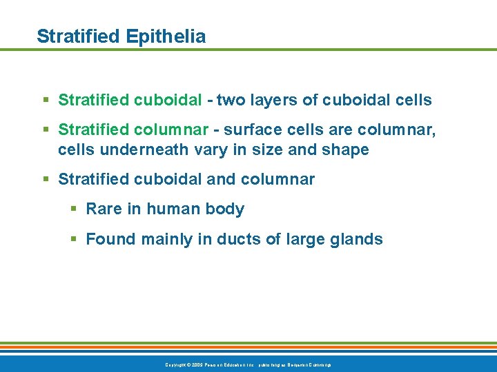 Stratified Epithelia § Stratified cuboidal - two layers of cuboidal cells § Stratified columnar