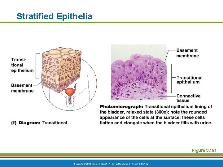 Stratified Epithelia Figure 3. 18 f Copyright © 2009 Pearson Education, Inc. , publishing
