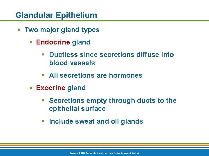 Glandular Epithelium § Two major gland types § Endocrine gland § Ductless since secretions