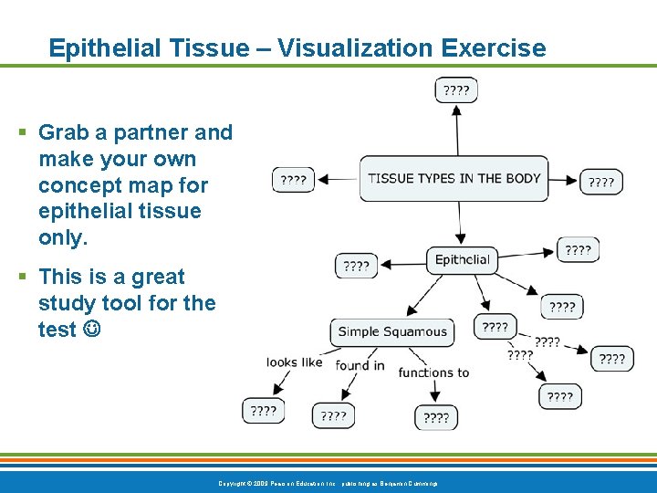 Epithelial Tissue – Visualization Exercise § Grab a partner and make your own concept