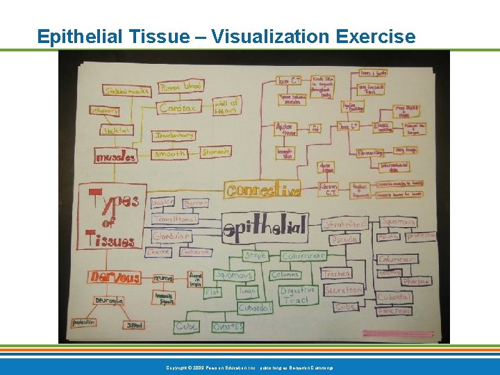 Epithelial Tissue – Visualization Exercise Copyright © 2009 Pearson Education, Inc. , publishing as