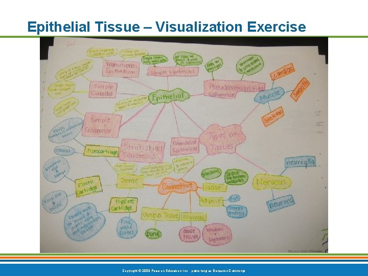 Epithelial Tissue – Visualization Exercise Copyright © 2009 Pearson Education, Inc. , publishing as