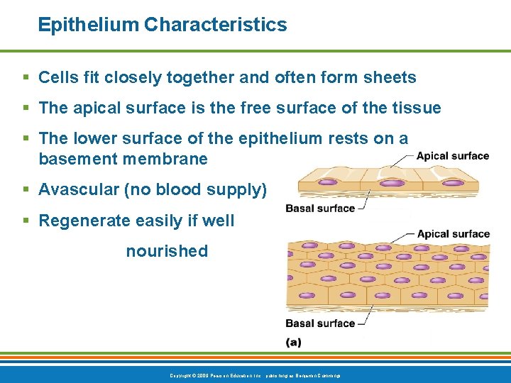 Epithelium Characteristics § Cells fit closely together and often form sheets § The apical