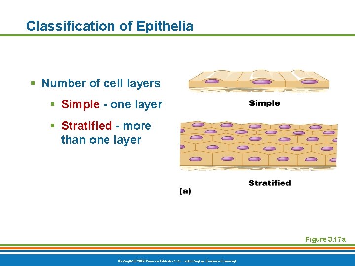 Classification of Epithelia § Number of cell layers § Simple - one layer §