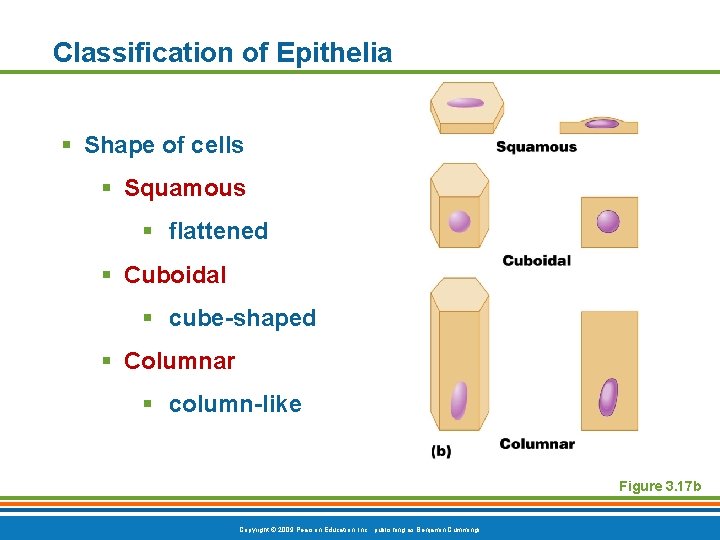 Classification of Epithelia § Shape of cells § Squamous § flattened § Cuboidal §