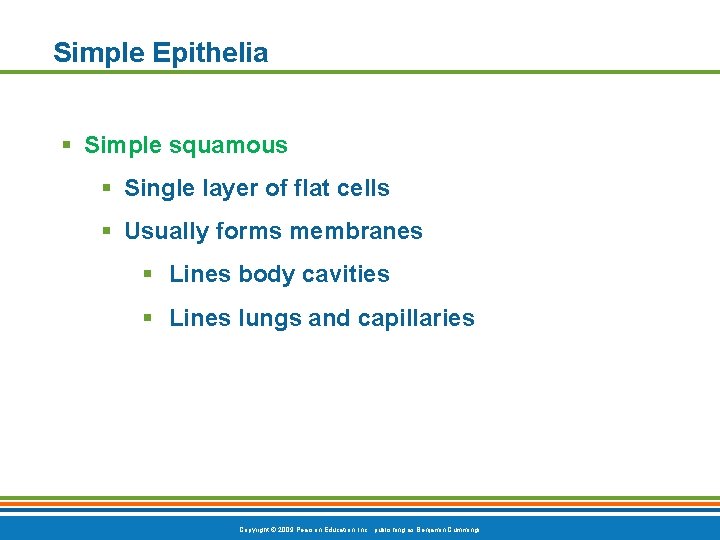 Simple Epithelia § Simple squamous § Single layer of flat cells § Usually forms