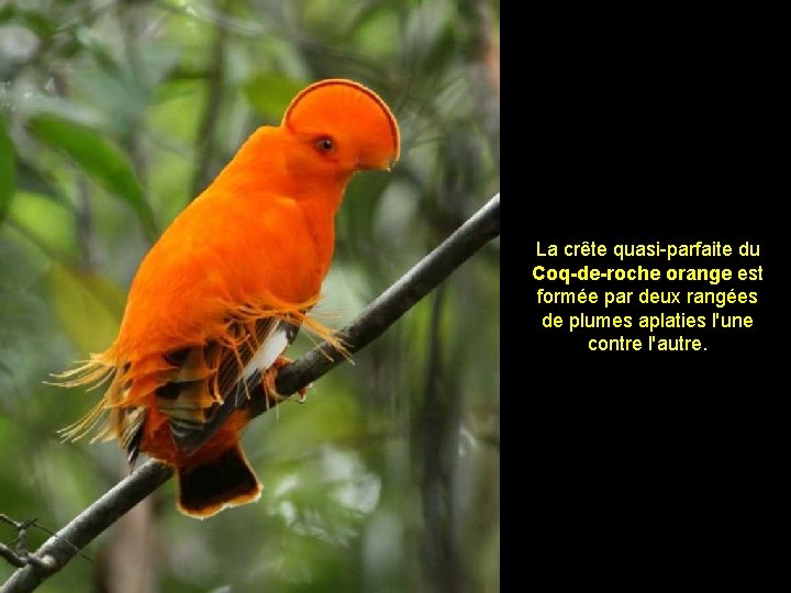 La crête quasi-parfaite du Coq-de-roche orange est formée par deux rangées de plumes aplaties