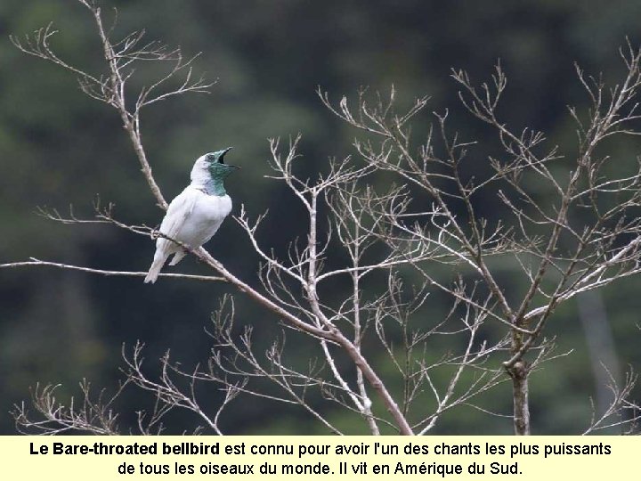 Le Bare-throated bellbird est connu pour avoir l'un des chants les plus puissants de