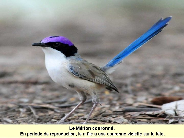 Le Mérion couronné. En période de reproduction, le mâle a une couronne violette sur