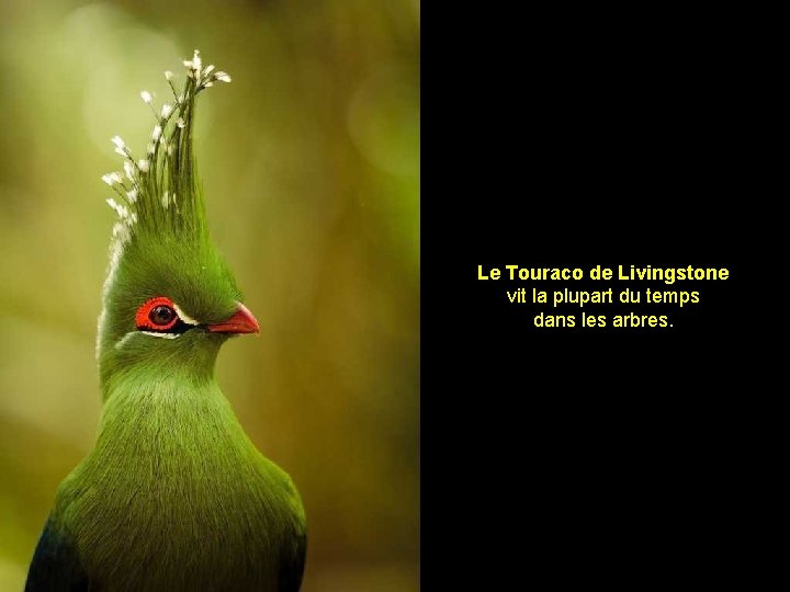 Le Touraco de Livingstone vit la plupart du temps dans les arbres. 