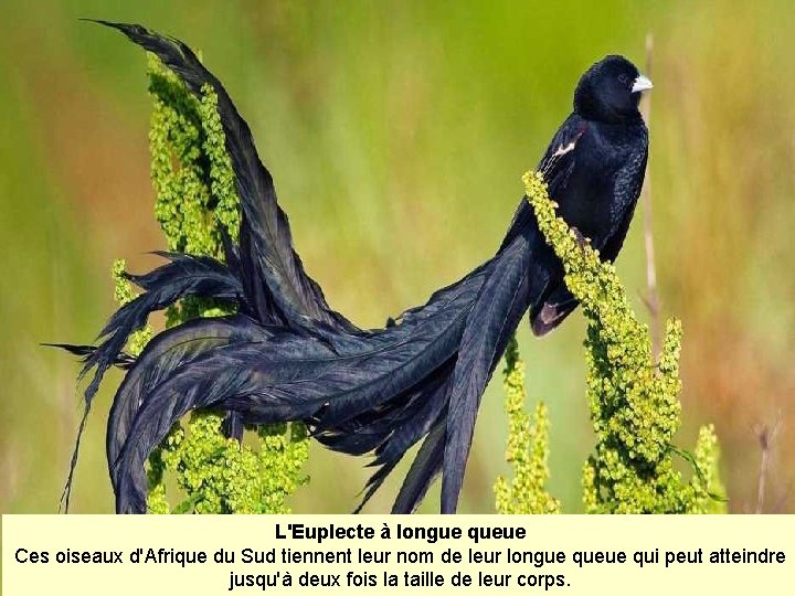 L'Euplecte à longue queue Ces oiseaux d'Afrique du Sud tiennent leur nom de leur