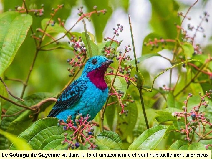 Le Cotinga de Cayenne vit dans la forêt amazonienne et sont habituellement silencieux 