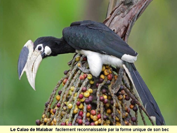 Le Calao de Malabar facilement reconnaissable par la forme unique de son bec 
