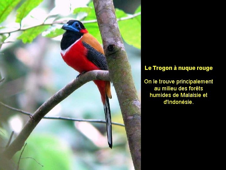 Le Trogon à nuque rouge On le trouve principalement au milieu des forêts humides