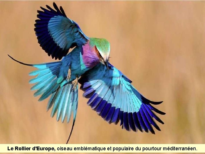 Le Rollier d'Europe, oiseau emblématique et populaire du pourtour méditerranéen. 