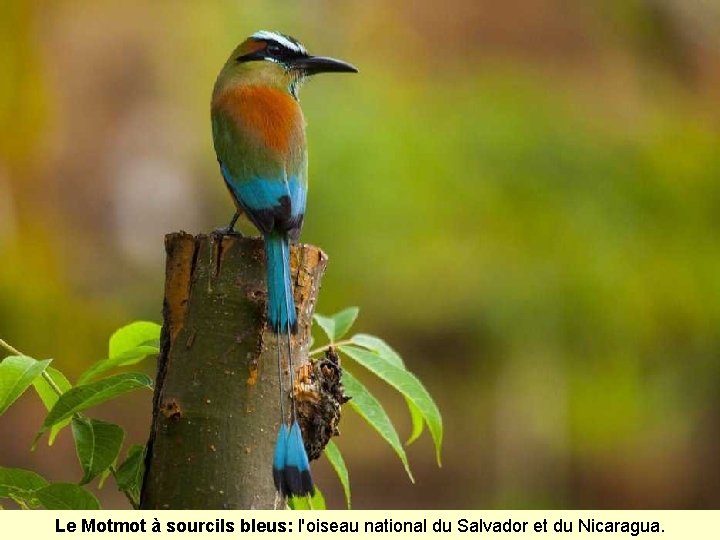 Le Motmot à sourcils bleus: l'oiseau national du Salvador et du Nicaragua. 