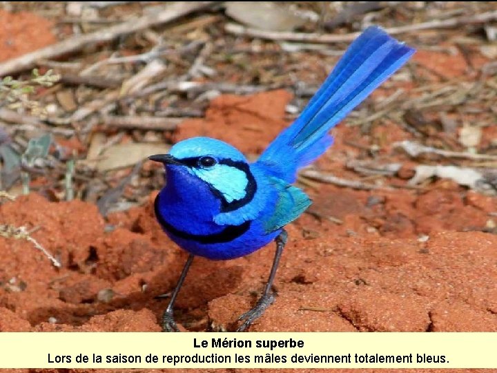 Le Mérion superbe Lors de la saison de reproduction les mâles deviennent totalement bleus.