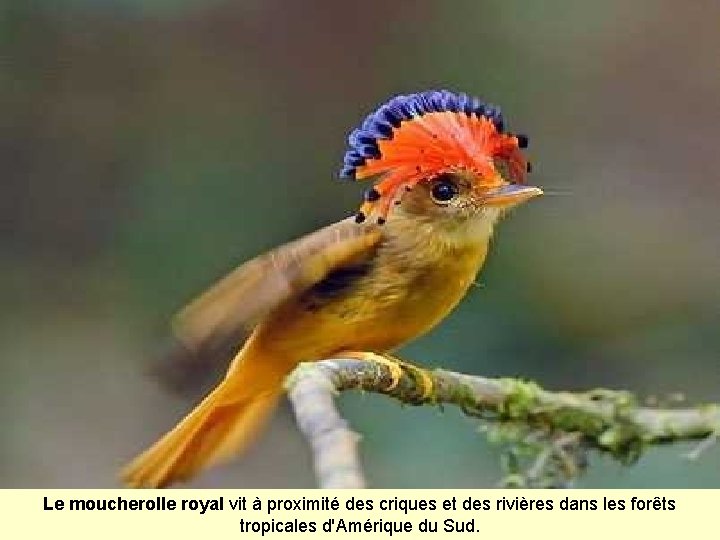 Le moucherolle royal vit à proximité des criques et des rivières dans les forêts