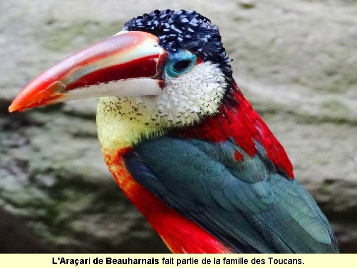 L'Araçari de Beauharnais fait partie de la famille des Toucans. 