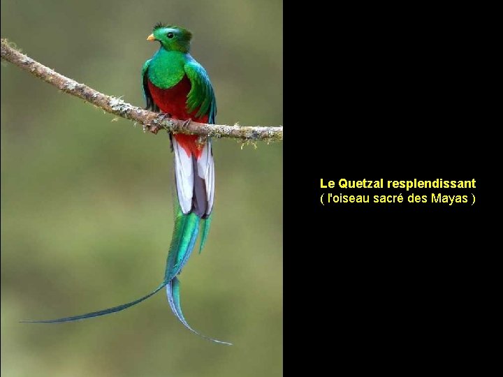 Le Quetzal resplendissant ( l'oiseau sacré des Mayas ) 