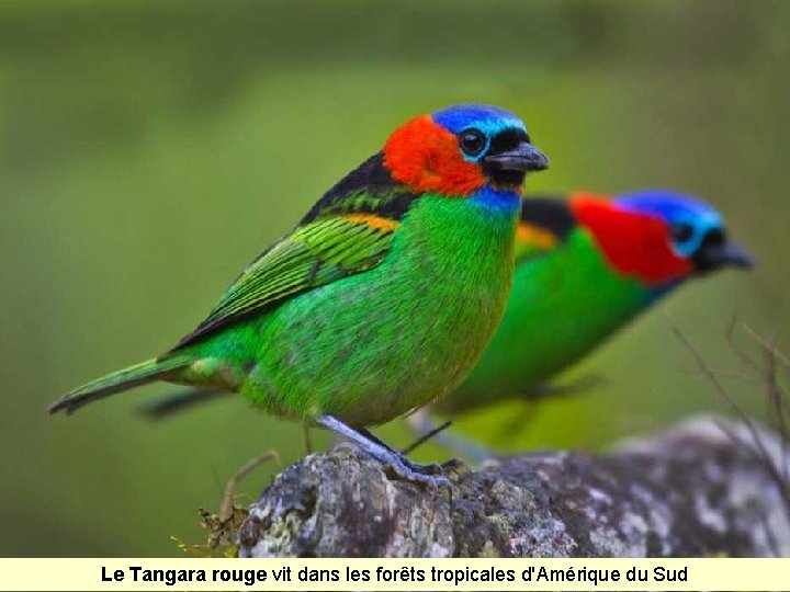 Le Tangara rouge vit dans les forêts tropicales d'Amérique du Sud 