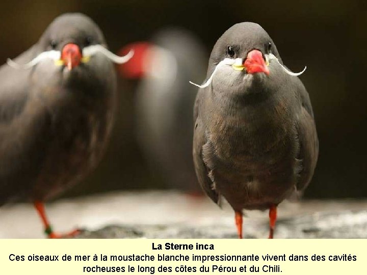 La Sterne inca Ces oiseaux de mer à la moustache blanche impressionnante vivent dans