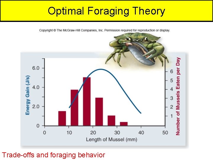 Optimal Foraging Theory Trade-offs and foraging behavior 