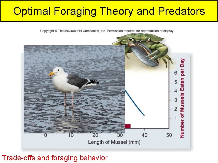 Optimal Foraging Theory and Predators Trade-offs and foraging behavior 
