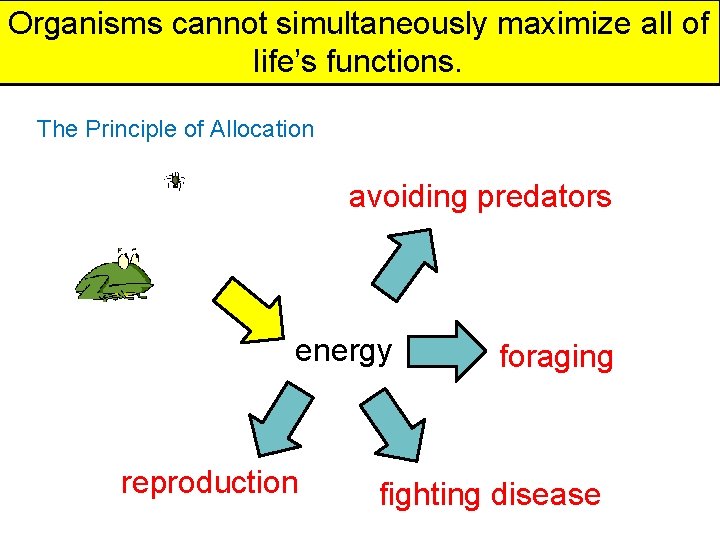 Organisms cannot simultaneously maximize all of life’s functions. The Principle of Allocation avoiding predators