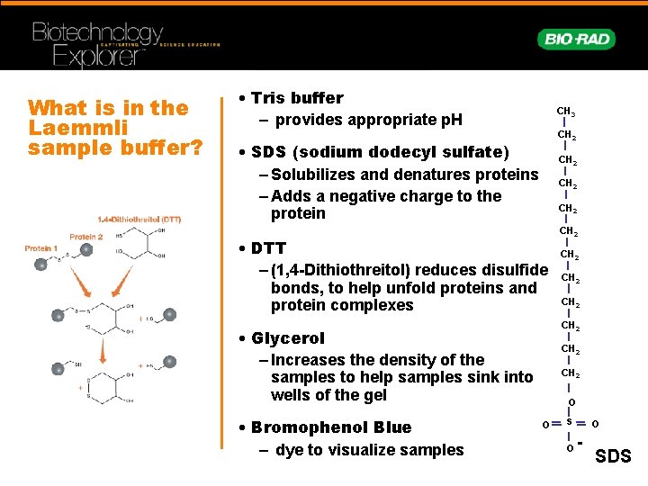 What is next after p GLO bacterial transformation