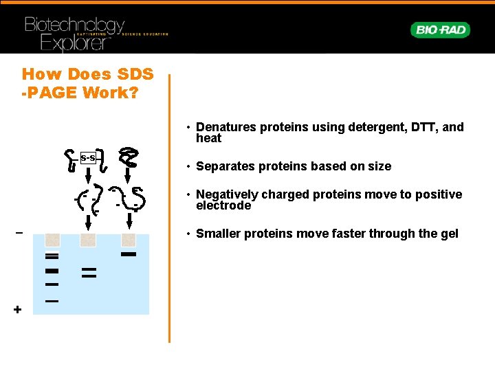 What is next after p GLO bacterial transformation