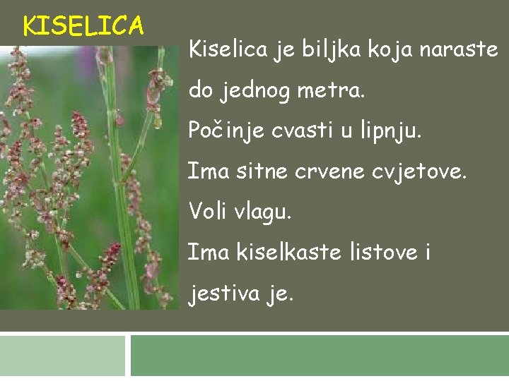 KISELICA Kiselica je biljka koja naraste do jednog metra. Počinje cvasti u lipnju. Ima