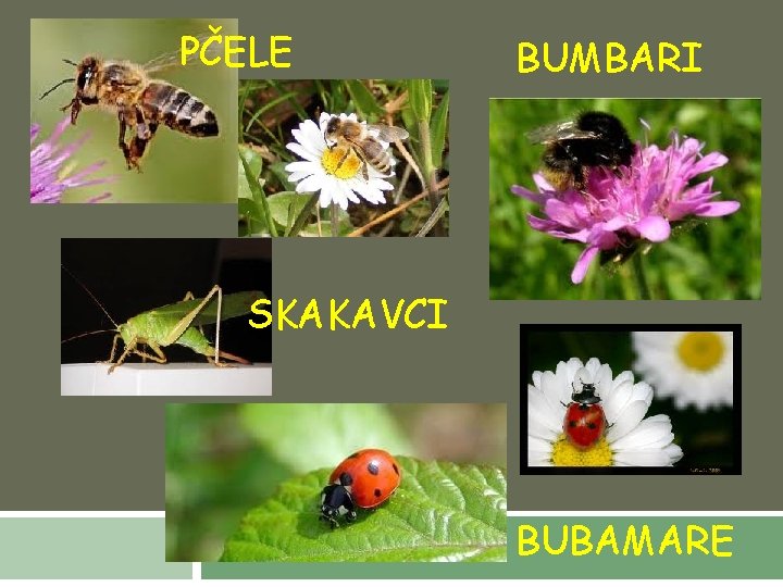 PČELE BUMBARI SKAKAVCI BUBAMARE 