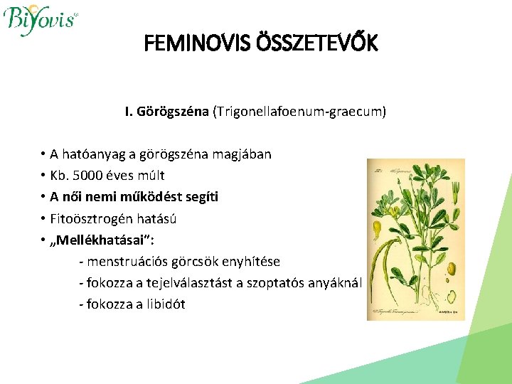 FEMINOVIS ÖSSZETEVŐK I. Görögszéna (Trigonellafoenum-graecum) • A hatóanyag a görögszéna magjában • Kb. 5000